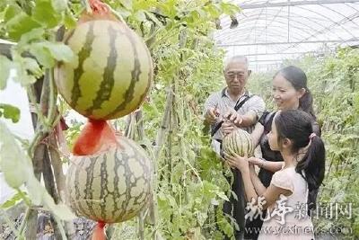 高马河庄园“空中西瓜”等你摘