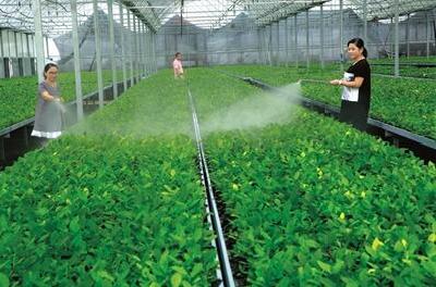 茶叶穴盘育苗好