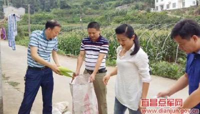 姚明才帮扶贫困户种甜玉米增收