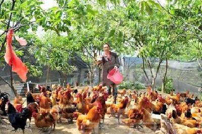 宜昌推广“果沼畜”种养模式 为化肥农药“瘦身”