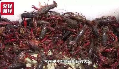 小龙虾惨遭“断供”？餐厅老板路上拦车抢购