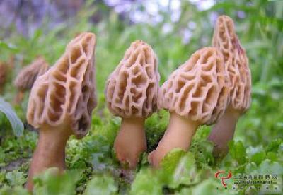 宜昌种植羊肚菌逾千亩 干货销价1600元/公斤