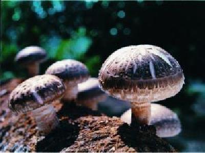 中国菌物学会代表大会在宜召开 探讨菌物生态与人类健康