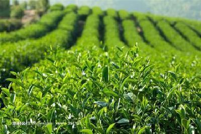 整合资源、统一品牌 宜昌加快打造茶叶公用品牌