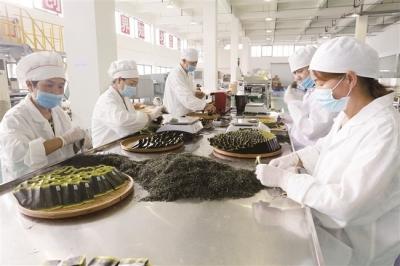 邓村绿茶飘香“一带一路” 