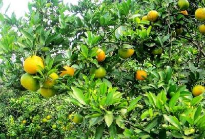 刘洪福调研柑橘产业发展