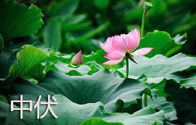 今日进入中伏最后一天！今夏最热时段终于说拜拜