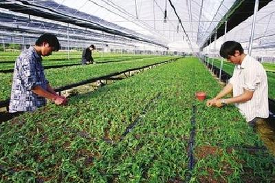 农民朋友注意啦！不要轻易更换种植品种 不是种子不好