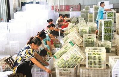 枝江特早柑橘畅销“一带一路”