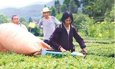 清江沁园茶 助农增收