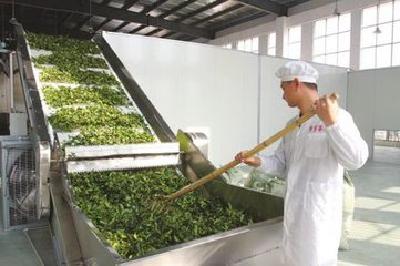 宜昌加快推进茶叶加工产业化 14家企业年产值过亿元