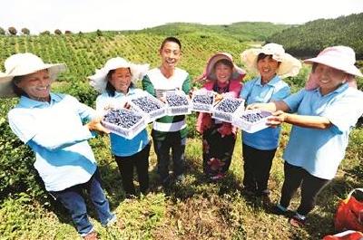 金秋果飘香 蓝莓助扶贫