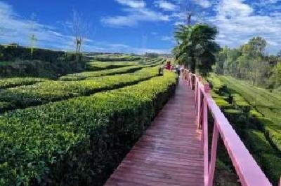 宜昌两茶园荣膺“全国最美”