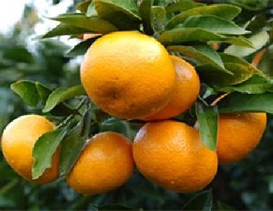 宜昌农产品农交会上受追捧 现场签约销售额近5亿元