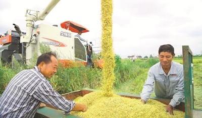 枝江水稻喜获丰收