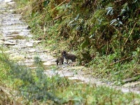 珍稀动物豹猫现身五峰后河国家级自然保护区