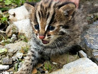 珍稀动物豹猫现身五峰后河国家级自然保护区