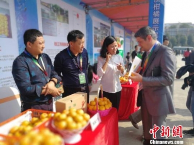 三峡库区宜昌柑橘香飘海外 17国客商上门签大单