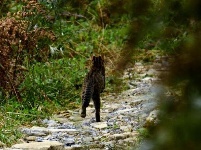 珍稀动物豹猫现身五峰后河国家级自然保护区