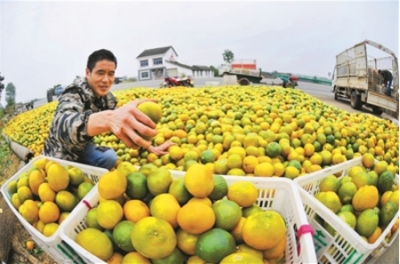 柑橘丰收啦