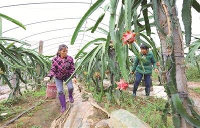 种火龙果 奔小康路