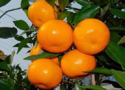 行销通达九州四海 宜昌柑橘四天换来近亿美金