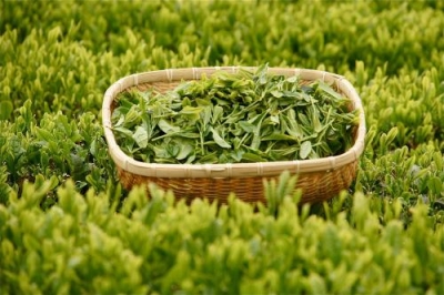 新气象 新作为丨让茶叶变“金叶”