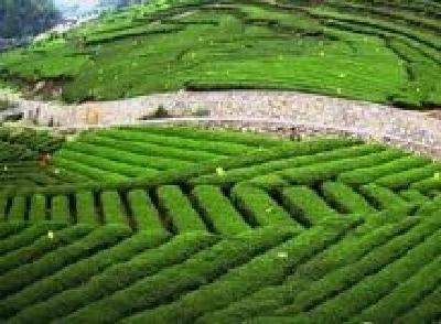 沪苏鄂三地专家聚首宜昌 库区茶叶产业课题通过评审