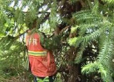 宜昌重拳打击涉林违法犯罪
