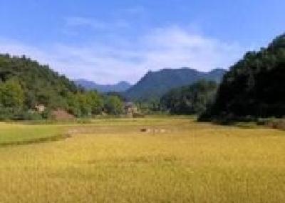 长阳水竹园大米插上“地标”翅膀 农民种稻助力脱贫