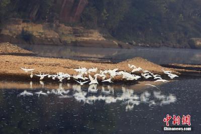 中新网丨成群白鹭现身湖北远安 觅食嬉戏场景壮观