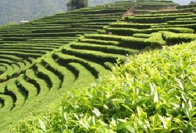 库区茶叶不愁销 上海市民喝好茶 两地合力推进“宜茶进沪”