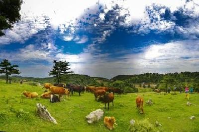 百里荒上不再荒 看百里荒牧旅融合的华丽转身