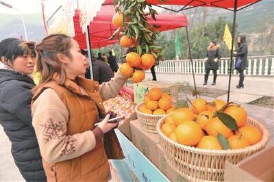 吃货们的口福又来了！清江椪柑开园