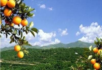 宜昌在“调提增育添”上下功夫 促进农业增效农民增收