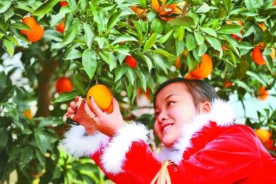 光明日报丨是什么让秭归脐橙变身“黄金果”