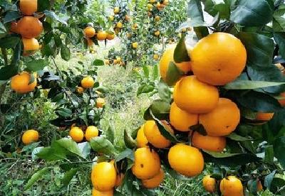 宜昌“柑橘特优区”创建经验全省推介