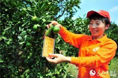 宜昌农产品越来越“绿色”  去年全市减少农药使用113吨