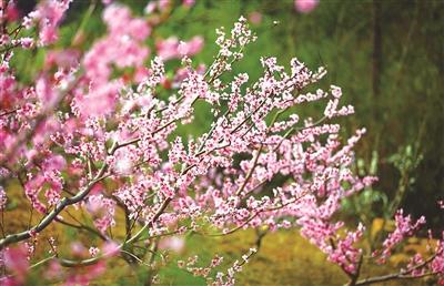 爱上宜昌 春暖花开！2018，跟着“蛙宝”去赏花