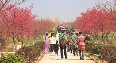 枝江樱花争妍斗艳