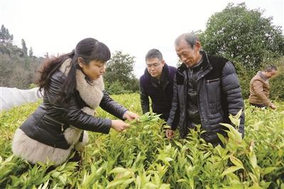 柑橘品改促增收