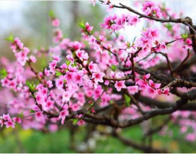 走！ 咱们赏花去 宜昌发布春季赏花路线图