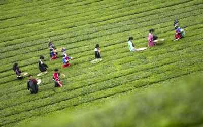 中国首届茶旅大会在五峰举行