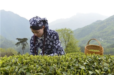 茶乡游 | 厉害了～游五峰看美景，还能亲自采茶制茶！