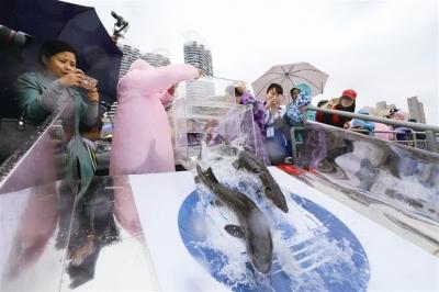 2018年长江三峡中华鲟放流活动在宜举行 500尾中华鲟放归长江