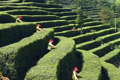 龙头企业带动兴山普安村“低产坡地”变“绿色银行”