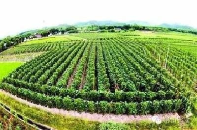湖北首批农产品质量安全县出炉 当阳枝江宜都榜上有名
