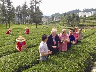 如画茶园醉了茶商