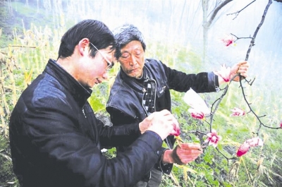 桑子阳扎根五峰大山14年书写“红花人生” 带动农民致富 