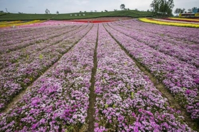 宜昌林木花卉种苗面积达20万亩 从业人员2万余人